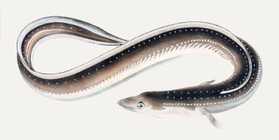 Anguilla japonica (Japanese eel), by James Carson Brevoort (1856)
