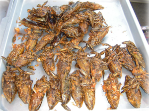 Deep-fried giant water bugs on a plate, Thailand. Photo: Takoradee. Source: Wikimedia Commons.