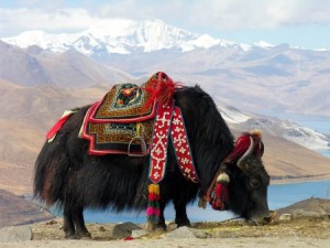 The yak, beast of burden and staple of the cuisines of the Asian mountains and steppes. Photo: Dennis Jarvis; source: Wikimedia Commons.