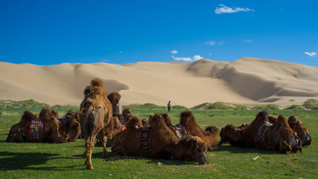 Bactrian camels by the sand dunes of the Gobi Desert, Mongolia. Photo: Severin Stalder. Source: Wikimedia Commons.