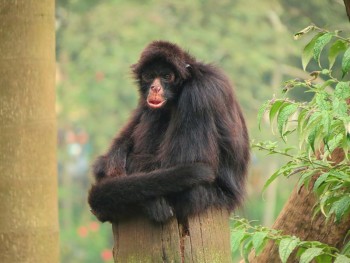 Peruvian spider monkey. Photo: Miguel Rangel, Jr. Source: Wikimedia Commons.