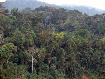 Amazon rainforest, seen from the Alto Madre de Dios River, Peru. Photo: Martin St-Amant. Source: Wikimedia Commons.