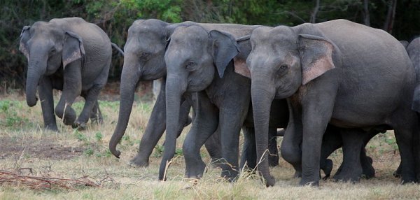 Elephants at the waterhole, Minneriya National Park, Sri Lanka. Photo: Al Jazeera. Source: Wikimedia Commons.