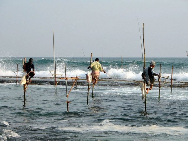 Fishing on stilts in Sri Lanka. Photo: Bernard Gagnon. Source: Wikimedia Commons.