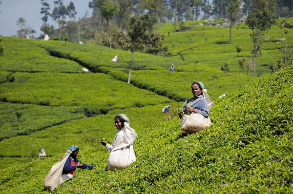 Harvesting tea, Sri Lanka. Photo: Christophe Meneboeuf. Source: Wikimedia Commons.
