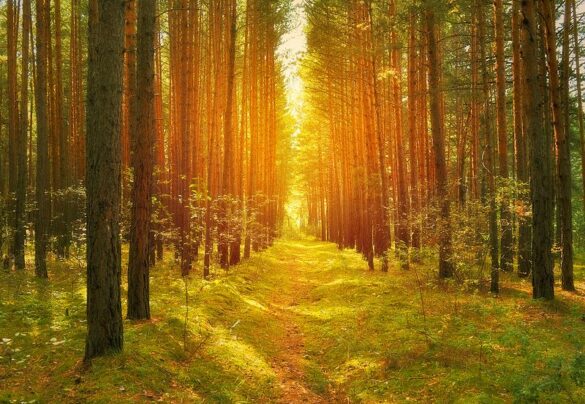 Path in the woods. Photo by Larisa Koshkina, licensed under the Creative Commons Attribution-Share Alike 4.0 International license. 