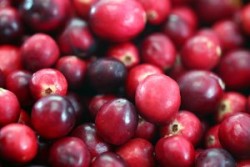 Cranberries. Photo: C.J. Boffoli. Source: Wikimedia Commons.